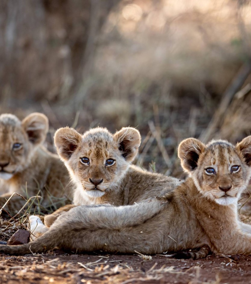 Miracles in Africa - An Update on Conservation